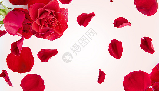 红玫瑰花朵清新花朵背景设计图片