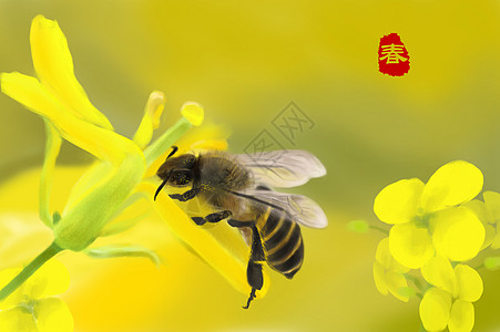 油菜花和蜜蜂图片