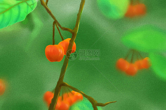 樱桃节气插画图片