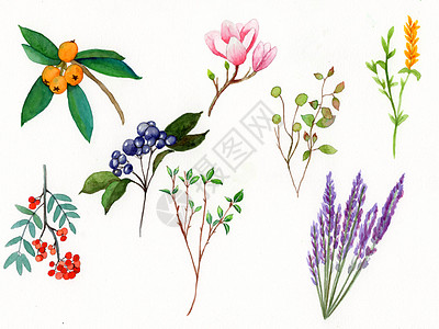 手绘花卉元素图片