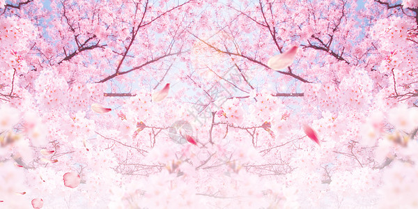 唯美粉色樱花高清图片