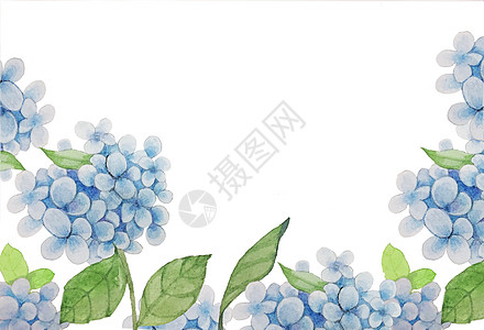 蓝色绣球花图片 蓝色绣球花素材 蓝色绣球花高清图片 摄图网图片下载