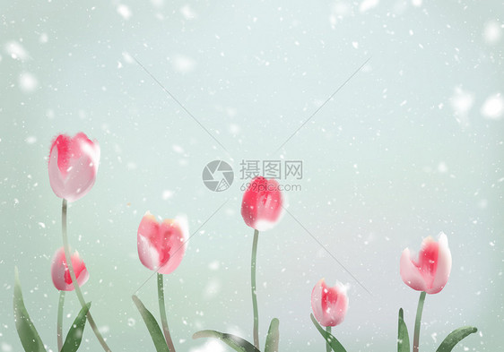 郁金香花卉背景图片