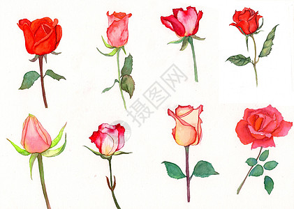 赞玫瑰花素材水彩手绘玫瑰花插画