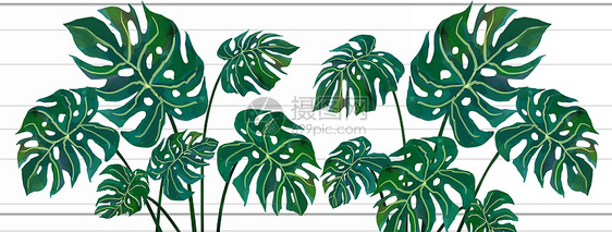 热带植被素材图片