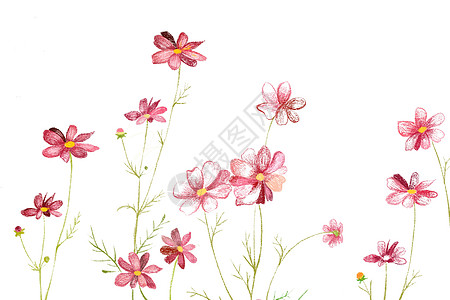 波斯菊花卉素材高清图片