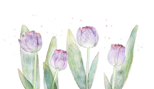 水彩郁金香花卉素材背景图片