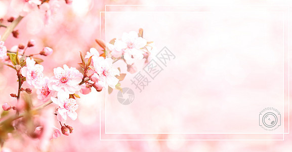 粉红色桃花唯美春意背景背景图片