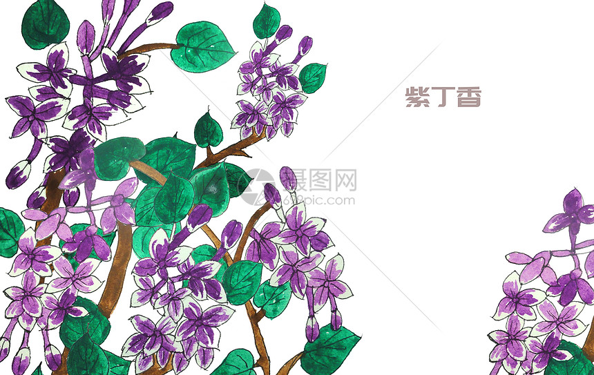 手绘水彩紫丁香花插画图片下载 正版图片 摄图网