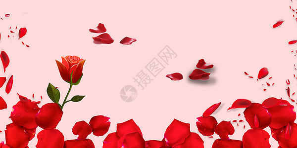 玫瑰花瓣浪漫背景图片