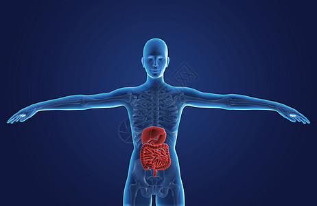 大肠人体消化系统设计图片