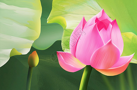 莲壁纸图片 莲壁纸图片大全 莲壁纸背景图片 摄图网 莲壁纸图片 莲壁纸图片大全 莲壁纸背景图片 摄图网