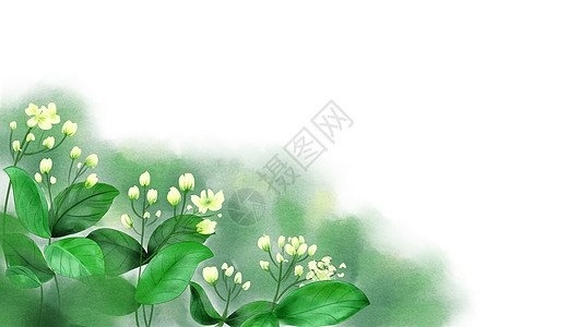 茉莉红茶夏日茉莉花卉背景插画