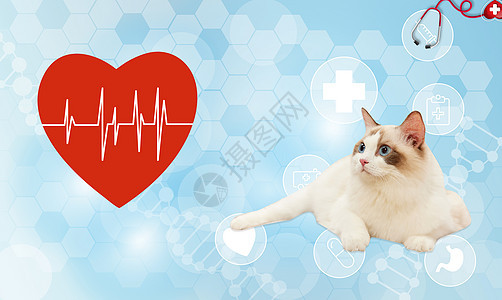 宠物健康医疗图片