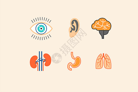 医疗类图标器官衰老高清图片