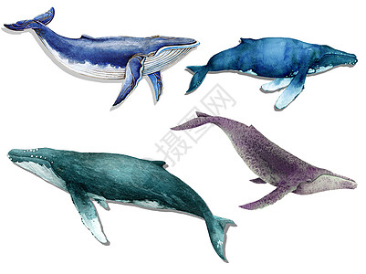 水彩手绘鲸鱼图片