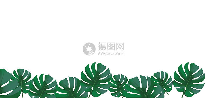 热带植物图片