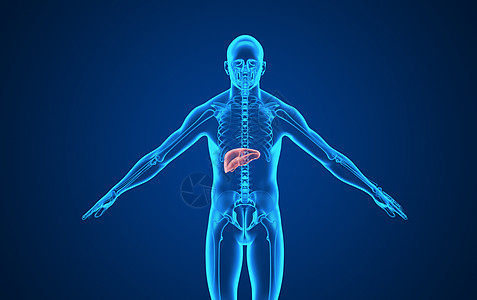 肝脏负担人体肝脏背景设计图片