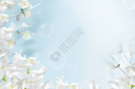 清凉花朵背景背景图片