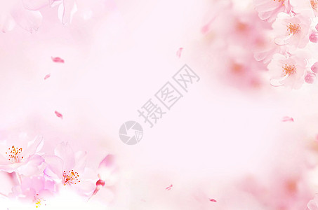 鲜花背景素材粉色花朵清新背景设计图片