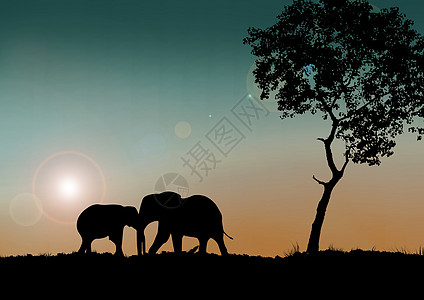 夜幕下的大象图片