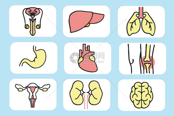 人体器官图片