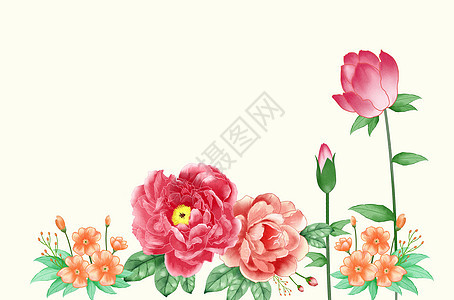 牡丹花卉插画图片