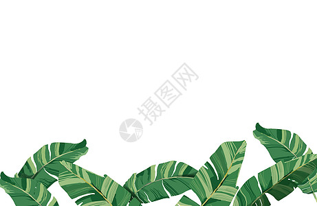 绿色折页热带植物插画