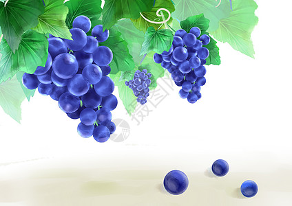 成熟的葡萄图片