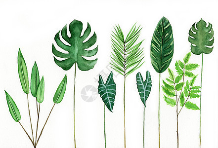水彩手绘植物叶子背景图片