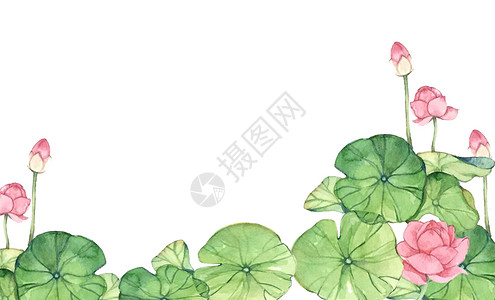 文艺banner荷花插画