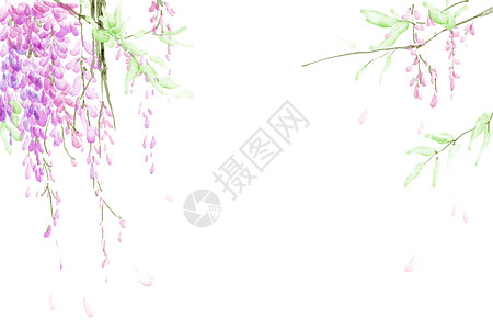 紫藤花图片 紫藤花素材 紫藤花高清图片 摄图网图片下载 紫藤花图片 紫藤花素材 紫藤花高清图片 摄图网图片下载