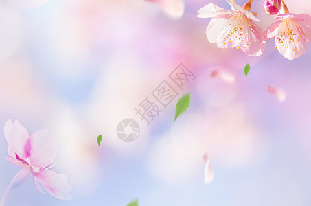 鲜花壁纸图片 鲜花壁纸素材 鲜花壁纸高清图片 摄图网图片下载 鲜花壁纸图片 鲜花壁纸素材 鲜花壁纸高清图片 摄图网图片下载