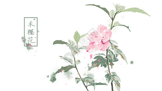中国风手绘木槿花插画图片