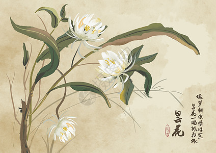 宣传折页昙花一现插画