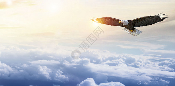 展翅的鸟企业文化背景设计图片