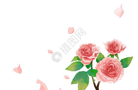 玫瑰花留白植物插画高清图片