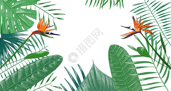 热带植物背景插画图片