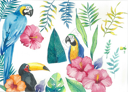 手绘热带花鸟绿植素材图片