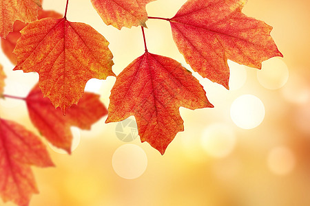 秋季枫叶梧桐叶素材高清图片