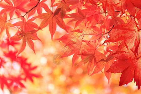 红色叶子枫叶设计图片