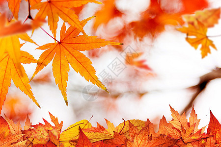 秋季落叶图片