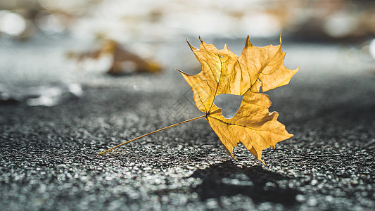 秋季道路爱心枫叶背景设计图片