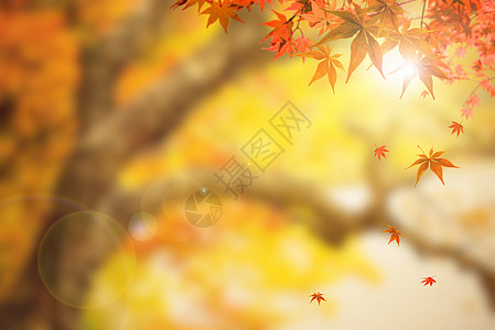 落叶树林秋季设计图片