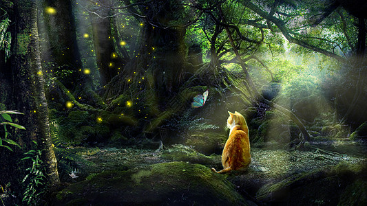 密境森林小猫背景素材高清图片