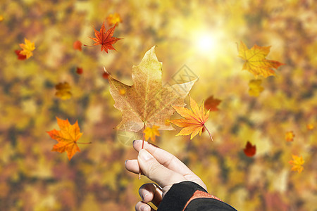 秋季叶子背景图片