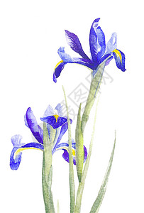 马斯兰卡马兰花插画