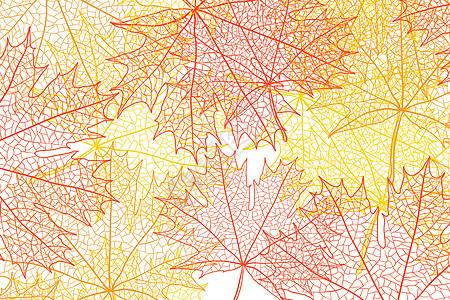 秋季叶脉纹理图片