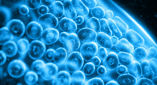 细胞医疗炫酷霉菌高清图片