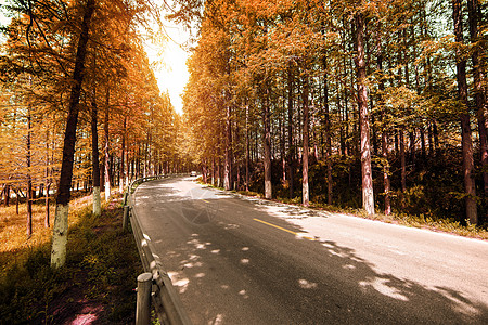 秋季道路秋季公路设计图片